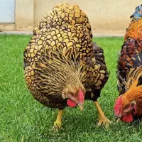 فرصت طلایی جوجه مرغ ویاندوت آمریکایی بیگ‌سایز|حیوانات مزرعه|اصفهان, زیار|دیوار