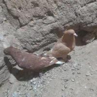 کبوتر|پرنده|طاغنکوه, |دیوار