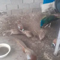 مرع‌وخروس‌امریکای‌تخم‌گزار‌|حیوانات مزرعه|مشگین شهر, |دیوار