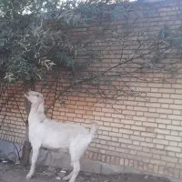 فروش بز درجه یک