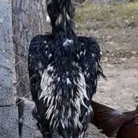 خروس لاری ۵.۵ دونگ|حیوانات مزرعه|مشکیندشت, |دیوار