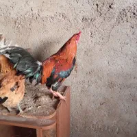 تعدادی خروس گلین لری واکسن خورده سالم