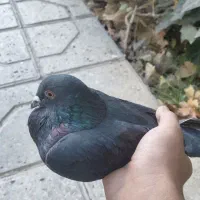 کفتر مسافتی|پرنده|شاهرود, |دیوار