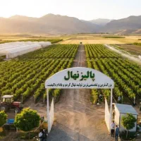 فروش نهال زرد آلو عسگر آباد مقاوم در برابر