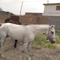 اسب