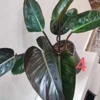 فروش چند گلدان شیک و بزرگ مناسب خانه و محل کار|گل و گیاه طبیعی|خواف, |دیوار