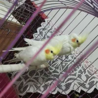 جفت عروس هلندی لوتینو