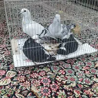 کفتر سبز|پرنده|زرند, |دیوار