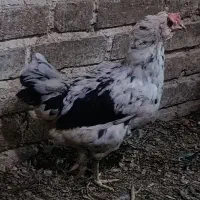 فروش مرغ و خروس