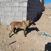 سگ مالینویز|سگ|کرمانشاه, |دیوار