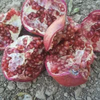 600کیلو انار عمده|خوردنی و آشامیدنی|شیراز, کوشک میدان|دیوار