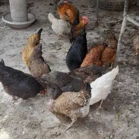 مرغ محلی|حیوانات مزرعه|امیدیه, |دیوار