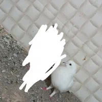 فروشی