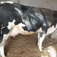 گاو شیری با گوساله ماده