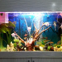 اکواریوم ماهی