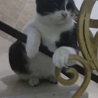 گربه dsh ماده ۷ ماهه|گربه|تنکابن, |دیوار