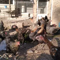 مرغ بوقلمون غاز خانگی|حیوانات مزرعه|نیشابور, خیام|دیوار