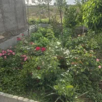 540مترباغچه با شرایط استثنایی