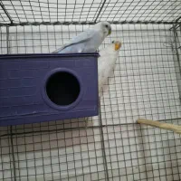 مرغ عشق خوش رنگ و خوش ذات و خوش قیمت|پرنده|فسا, |دیوار