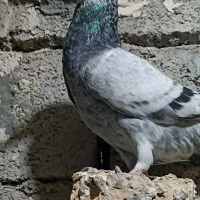 کبوتر المانی|پرنده|ایرانشهر, |دیوار