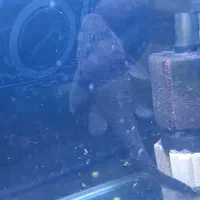 یدونه ماهی فلاور بخر با ۲تا هدیه|ماهی|ری, شهادت|دیوار