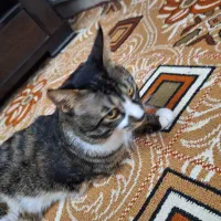 پت خونگی|گربه|اسلامشهر, مسکن مهر اسلاشهر (شهرک امام خمینی)|دیوار