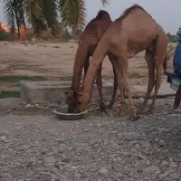 2نفر شتر 8ماه مخصوص داشت