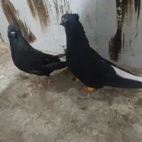 یک جوفت اشعل درجه یک