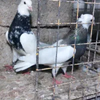 طوقی|لوازم جانبی حیوانات|بهبهان, |دیوار