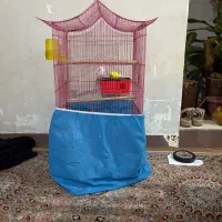 جفت مرغ عشق هلندی چشم قرمز|پرنده|اهواز, فدک|دیوار