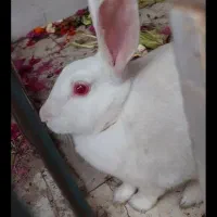 یک خرگوش سفید چشم قرمز شرابی بازی گوش دستی سالم