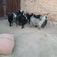 فروش بز جوان داشتی نازدار