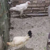 دوتا مرغ فروشی نروماده،یک دوصد،|پرنده|خاش, |دیوار