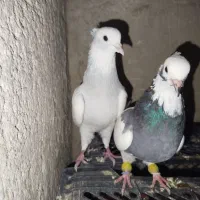 کبوتر طوقی سبز طوق آبی|پرنده|شیراز, شهرک سعدی|دیوار