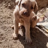 سگ محلی|سگ|ماسوله, |دیوار