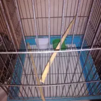 قفس|لوازم جانبی حیوانات|اصفهان, شهرک میلاد|دیوار