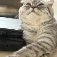 گربه نر اسکاتیش|گربه|ایرانشهر, |دیوار