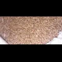 گندم سرحدی|خوردنی و آشامیدنی|عنبرآباد, |دیوار