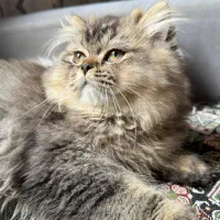 گربه پرشین بیریتیش بلک گلد