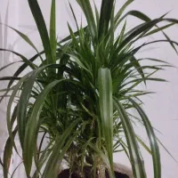 گل پاراندیس