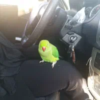 طوطی ملنگو گمشده