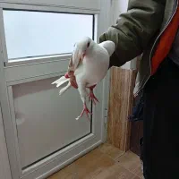 4 عدد کبوتر فروشی