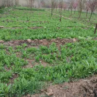 زمین کشاورزی