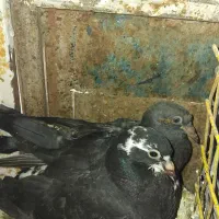 کبوترباجوجه ۷۰۰ت