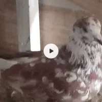 کبوتر کفتر گمشده|حیوانات|همدان, |دیوار