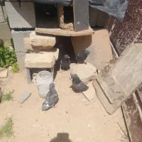 کفتر|پرنده|فلارد, |دیوار
