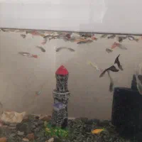 ماهی گوپی پیش مولداز نژادهای زیبا