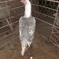 مرغ اوشامو اصیل معاوضه با دانه پارس|حیوانات مزرعه|مزرعه کتول, |دیوار