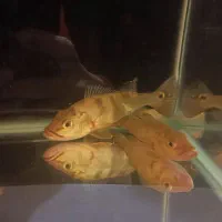 ماهی پیکاک باس کلبری|ماهی|یزد, |دیوار