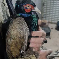جوجه خروس و مرغ تعداد محدود